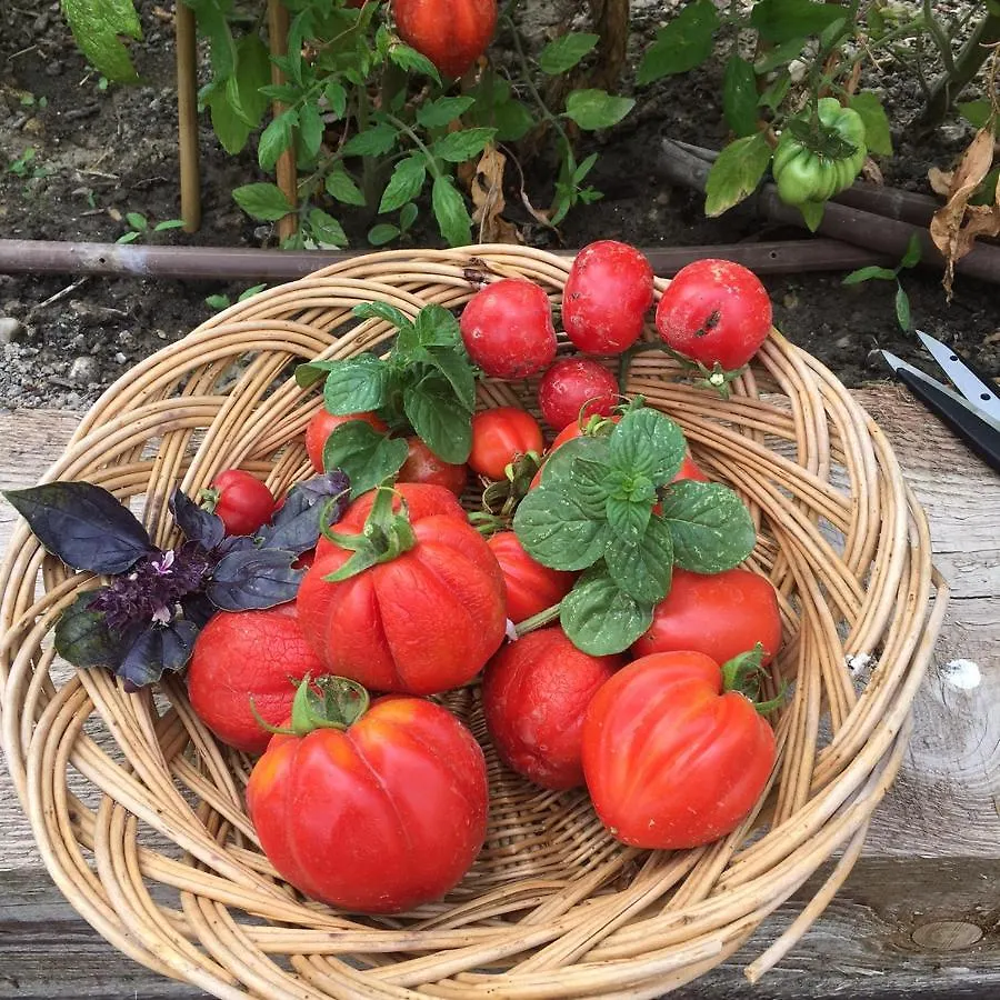 La Chapelle Sur La Sorgue Bed & Breakfast L'Isle-sur-la-Sorgue